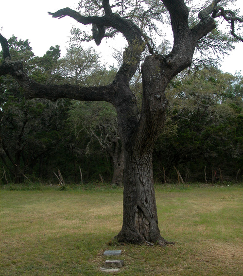 Kyle Hanging Tree-recent